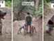 And They’re Off! Watch This German Short-Haired Pointer Show Everyone He’s Mr. Speedy Haki and Walle Race to Show Who's Fastest