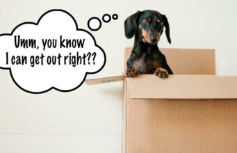 Help! How Do I Stop My Dog from Escaping Her Crate? Having trouble keeping your dog in their crate?