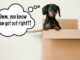 Help! How Do I Stop My Dog from Escaping Her Crate? Having trouble keeping your dog in their crate?