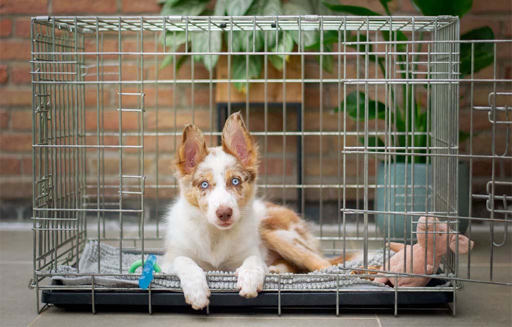 Keeping your dog in a kennel can be hard when they love to escape