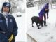 A Mailman Gives A Senior Lab A Gift That Takes Everyone By Surprise Mail Man Builds Ramp for a Family with a Senior Dog
