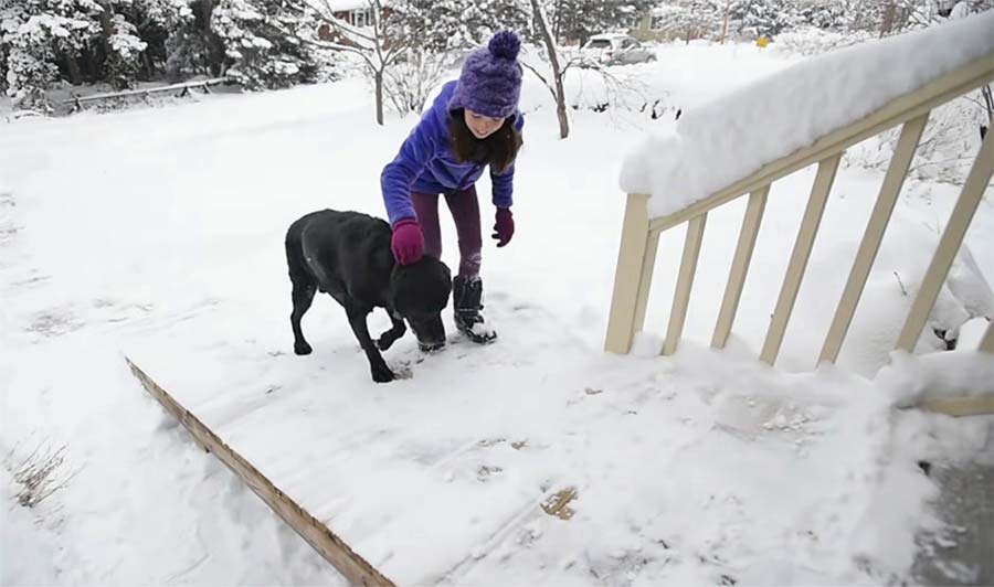 Generous Mail Carrier Builds Ramp for Senior Dog