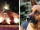 A Quick-Thinking German Shepherd Prevents A Church From Burning Down German Shepherd Saves a Church from a Devastating Fire