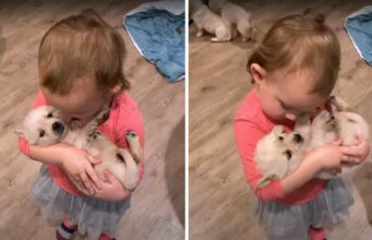 A Toddler And Charming Golden Retriever Pups Show You What Innocence Is All About Toddler and Golden Retriever Puppies are Too Cute