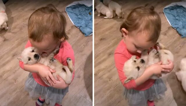 Toddler and Golden Retriever Puppies are Too Cute