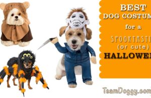 Best Dog Costumes for a Cute or Scaretastic Halloween 2022 These are some of the best dog costumes this Halloween