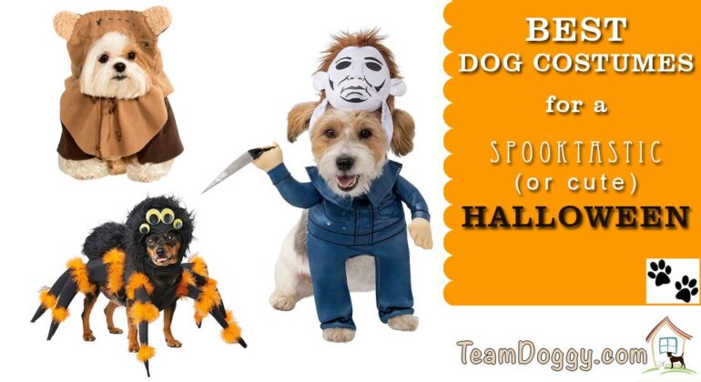 Best Dog Costumes for a Cute or Scaretastic Halloween 2022