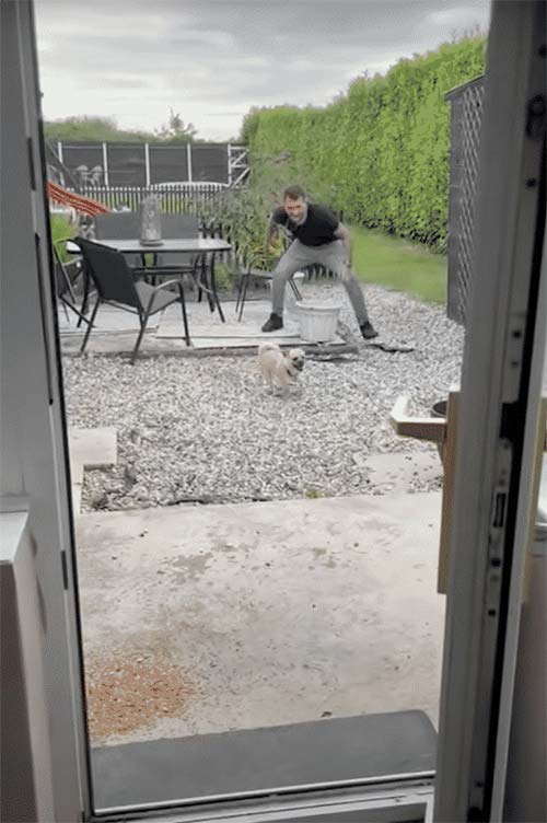 Man tries to get puppy to-go-inside-puppy just wants to play