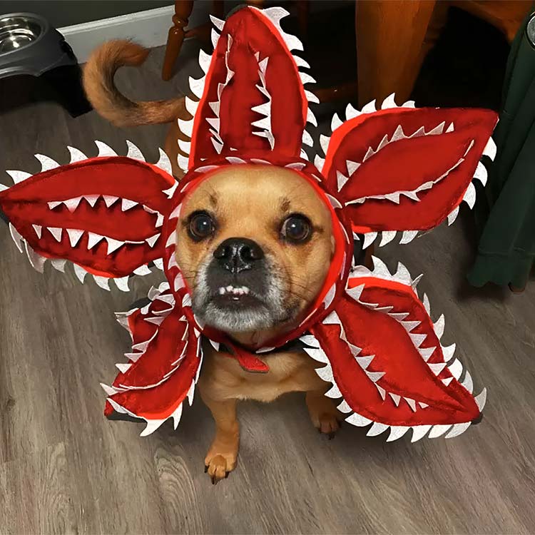 Demogorgon dog costume from Starnger Things Netflix show