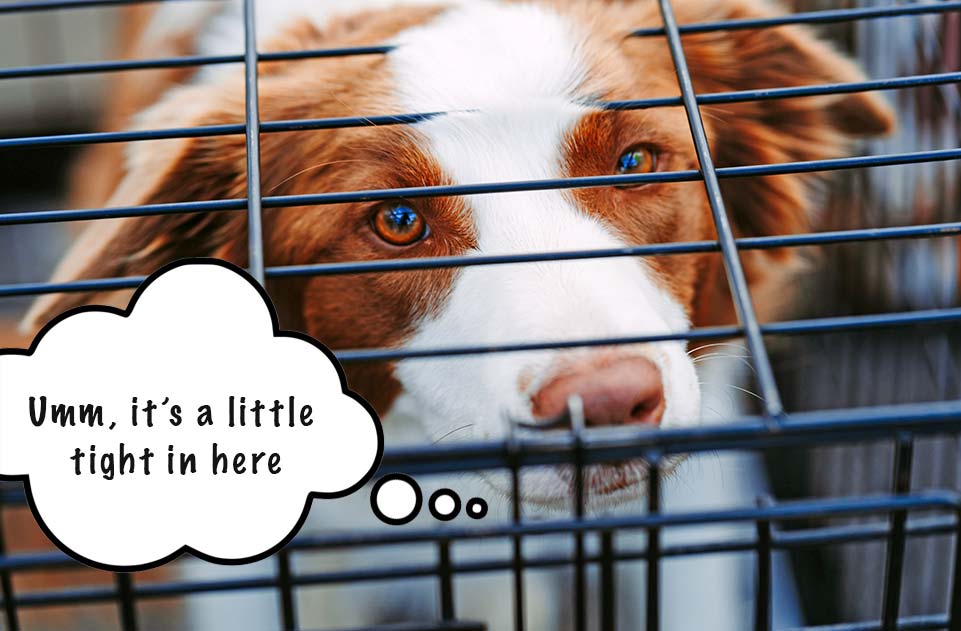 Is you dog in too small of a kennel?