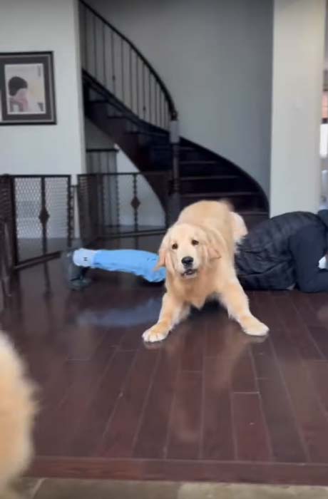 Golden retriever practices his jumping tricks