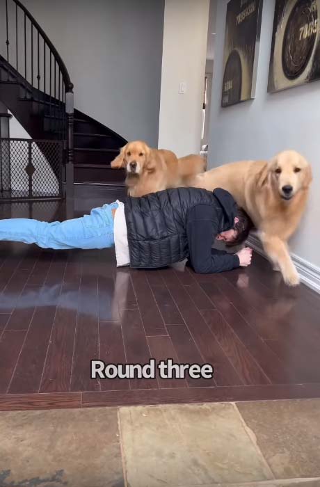 Doggos jump over dad while he is doing pushups