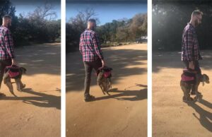 Mini Wolf Makes Itself Limp When Dad Said “Time To Go Home” This Dog’s Hilarious Tantrum Is A Major Mood After a doggy tantrum this dog is carried to the car
