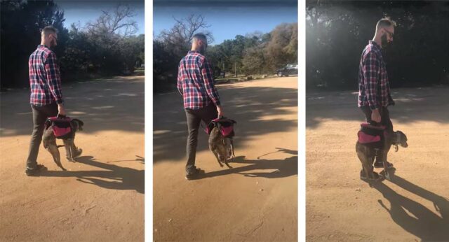 After a doggy tantrum this dog is carried to the car