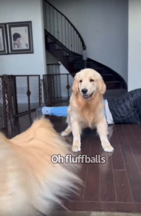 Golden retrievers having fun with dad