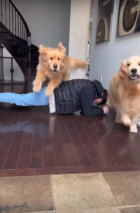 These cute dogs try to jump over their dad