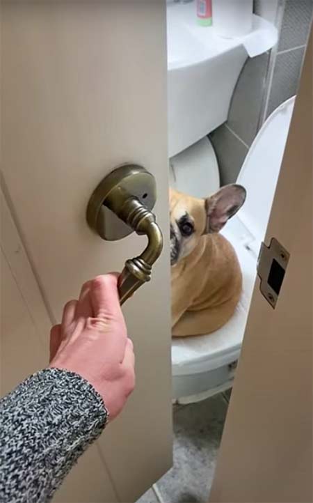 French Bulldog Caught Using The Toilet on Youtube
