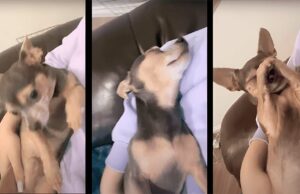 Precious Chihuahua Acts Like He’s Still Asleep Proving That Dogs Will Always Be Cheeky Little Rascals Funny Chihuahua Pretends to Be Asleep