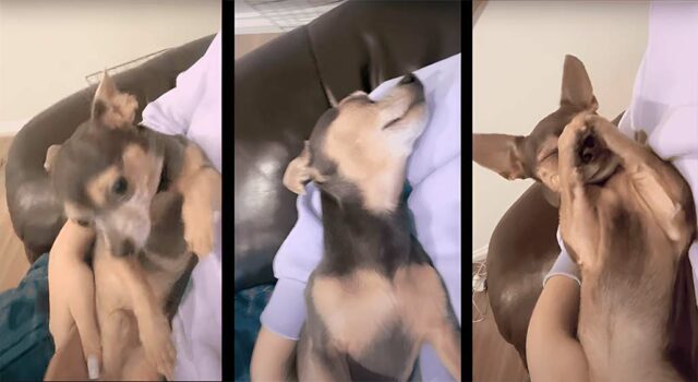 Funny Chihuahua Pretends to Be Asleep