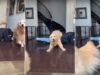 Golden Retrievers Jump Over Their Dad, And What Happened To One Dog Served All The Hilarious Feels Golden Retriever jumping over his dad