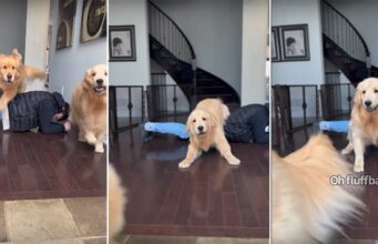 Golden Retrievers Jump Over Their Dad, And What Happened To One Dog Served All The Hilarious Feels Golden Retriever jumping over his dad