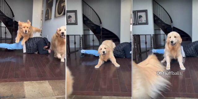 Golden Retriever jumping over his dad