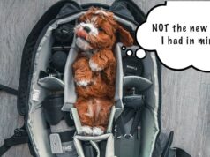 What Size Crate For My Dog? Avoid This Common Mistake How to Pick the right size dog crate