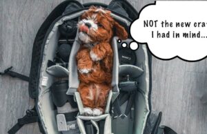 What Size Crate For My Dog? Avoid This Common Mistake How to Pick the right size dog crate