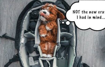 What Size Crate For My Dog? Avoid This Common Mistake How to Pick the right size dog crate