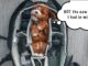 What Size Crate For My Dog? Avoid This Common Mistake How to Pick the right size dog crate