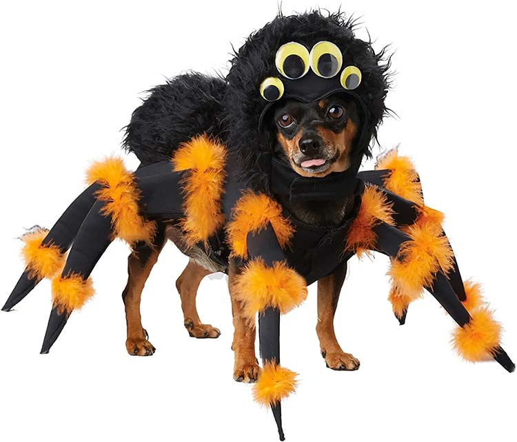 Scary spider dog costume