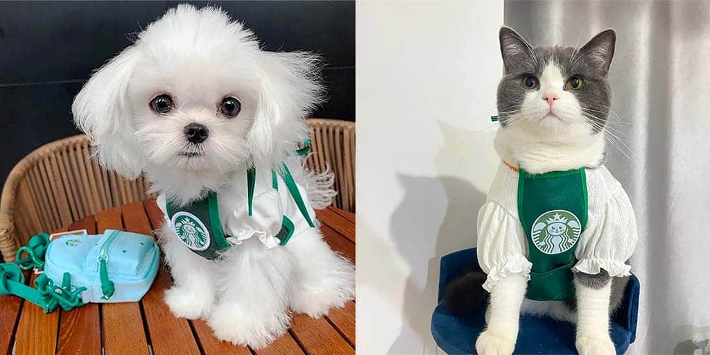 Starbucks apron dog or cat costume