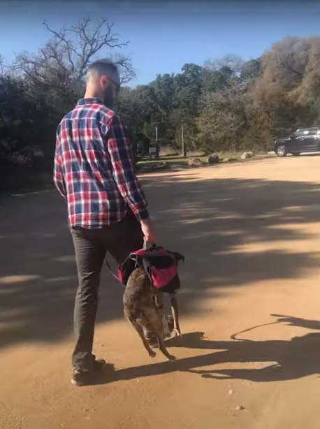 This tired dog was carried like a carry-on luggage bag
