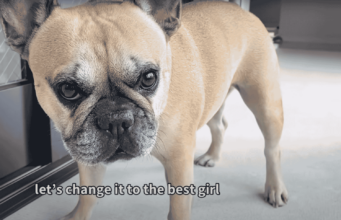 French Bulldog Spins In Joy When Mom Asks If She’s A Good Girl