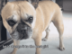 French Bulldog Spins In Joy When Mom Asks If She’s A Good Girl