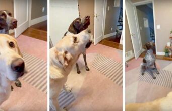 German Short-Haired Pointer Refuses To Give His Mom Kisses, But What He Did Do Made Us Laugh German short-hair pointer refuses mommy's kisses