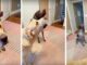 German Short-Haired Pointer Refuses To Give His Mom Kisses, But What He Did Do Made Us Laugh German short-hair pointer refuses mommy's kisses