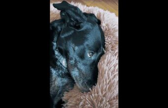 Dog Gets In Trouble When Her Dad Discovered What She Did, And The Sassy Attitude She Gave Him Will Make You Roar With Laughter sassy black lab gets in trouble