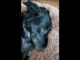 Dog Gets In Trouble When Her Dad Discovered What She Did, And The Sassy Attitude She Gave Him Will Make You Roar With Laughter sassy black lab gets in trouble