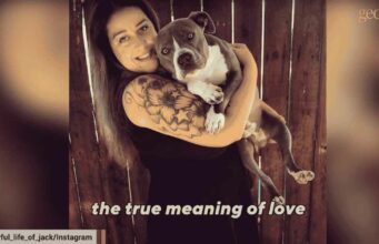 Pit Bull With Rare Condition Gets Rescued And Taught To Walk, His Story Is Proof That There Is Still Good In This World Wonderful life of jack dog rescue