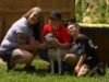 Dog Kicked Out Of The House For Wanting To Stay In Bed With Her Human Siblings Finds A Family Who Lets Her Cuddle With Them Anywhere, Anytime