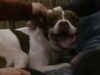 Dog Rescued From The Streets Moves To The Big City To Be With His Forever Family