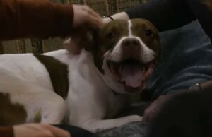 Dog Rescued From The Streets Moves To The Big City To Be With His Forever Family