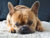 This Dog That Had A Cleft Palate Became An Amazing Foster Brother To Other Puppies