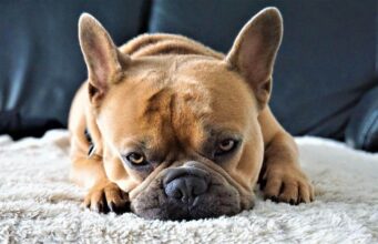 This Dog That Had A Cleft Palate Became An Amazing Foster Brother To Other Puppies