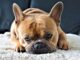 This Dog That Had A Cleft Palate Became An Amazing Foster Brother To Other Puppies