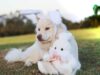 This Woman Didn’t Expect To Save A Dog During Her Vacation