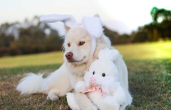 This Woman Didn’t Expect To Save A Dog During Her Vacation