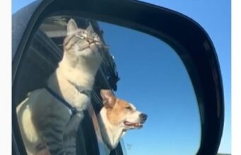 Cute Friendship Between A Dog And A Cat Was Formed During Their Hikes With Their Fur Parents