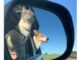 Cute Friendship Between A Dog And A Cat Was Formed During Their Hikes With Their Fur Parents